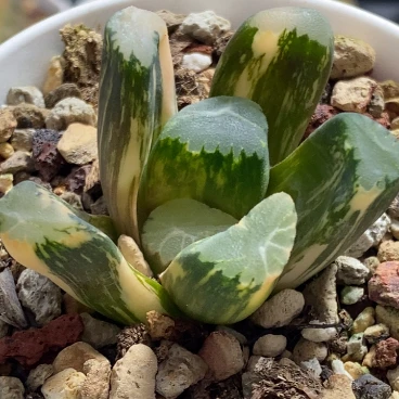 霸王万象锦带盆发货多肉