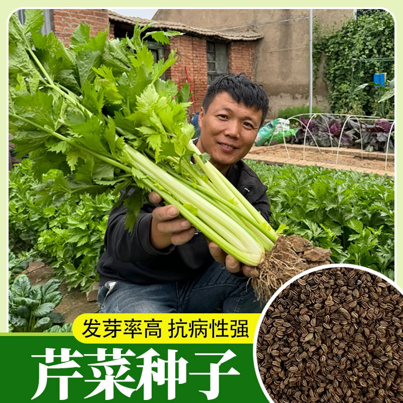 芹菜种子西芹 四季小香芹种子清香脆嫩四季阳台庭院芹菜种籽