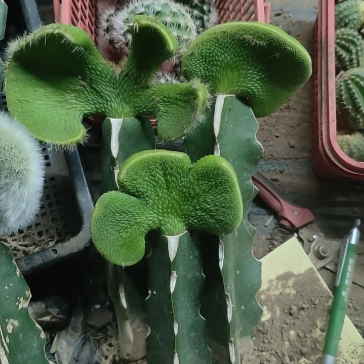 爱***鱼仙人球青蛇缀化三颗1号