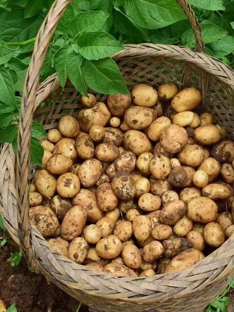 湖北省恩施市三岔乡高山马尔科土豆湖北土豆