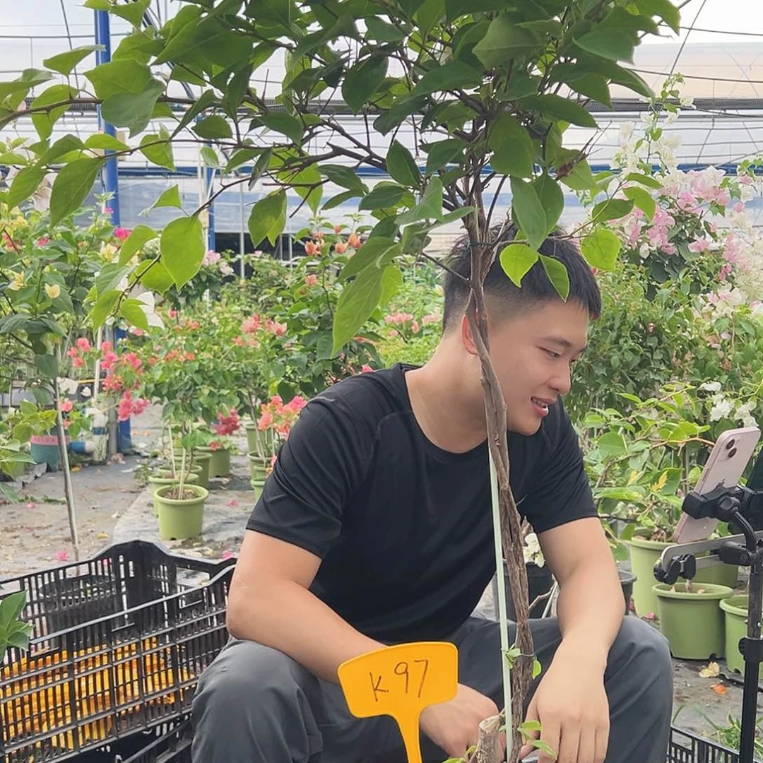 @****当前无花栽培后可以开花K97章红英