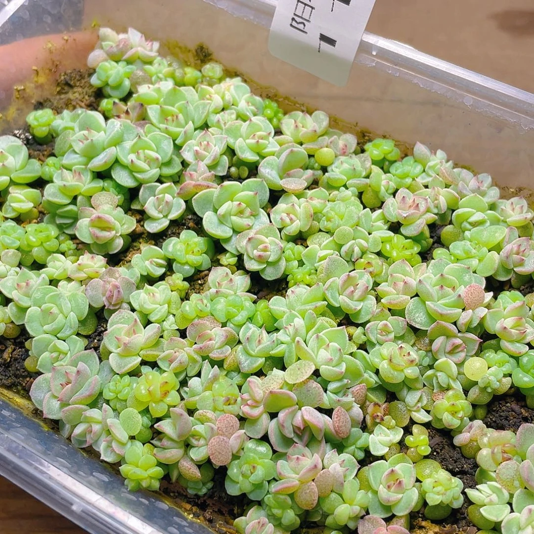 多肉植物多肉植物1112