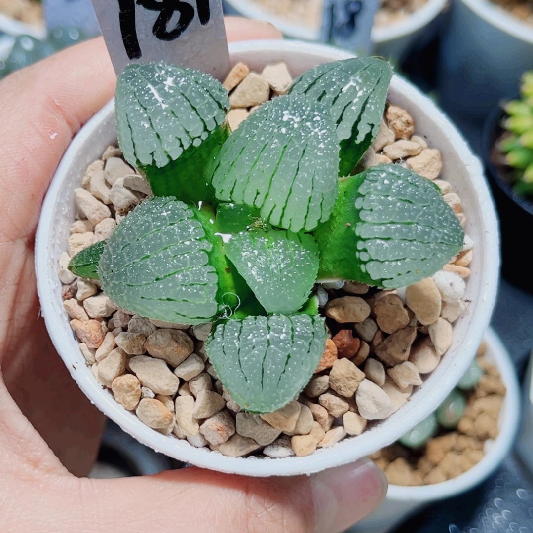 天空之镜多肉植物66655