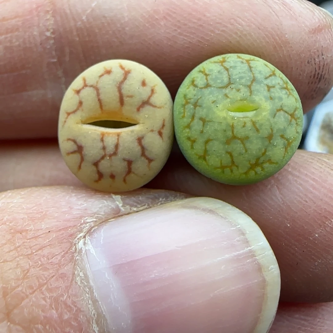 511 彩色 383荒清框福利30包邮