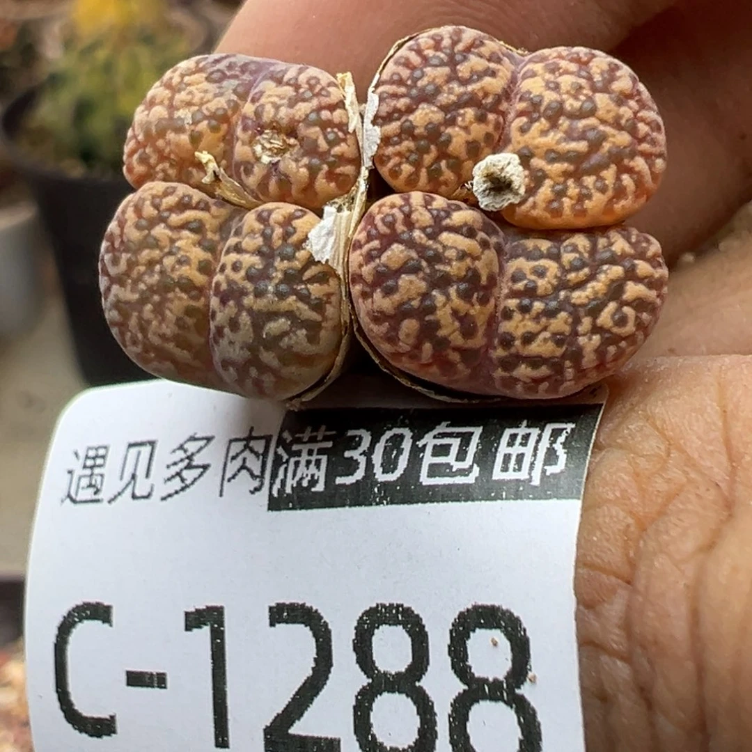 多肉植物11111111111