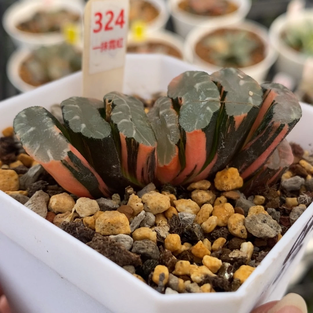 324隼×玄武玉扇锦