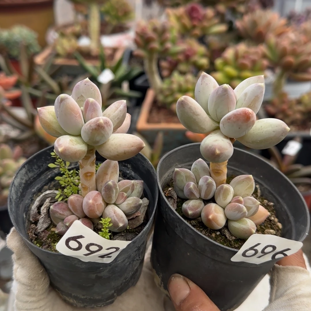 6920696号一对一物一拍一物一拍