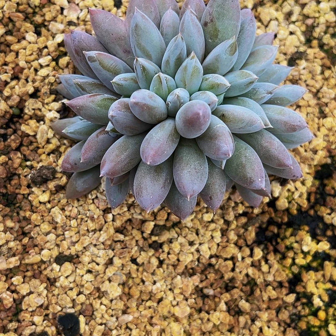 用****1哥特缀11111111111