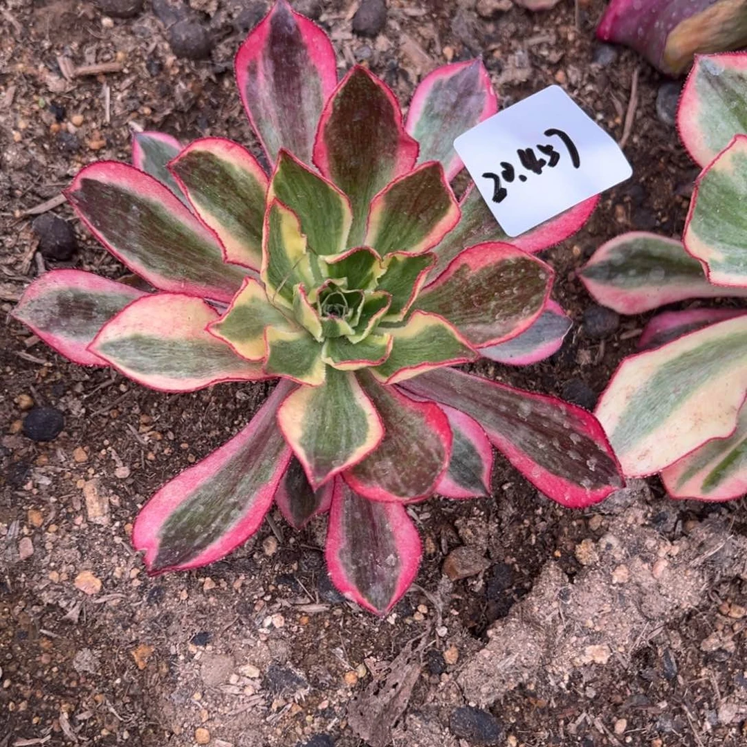 457魅影多肉植物一