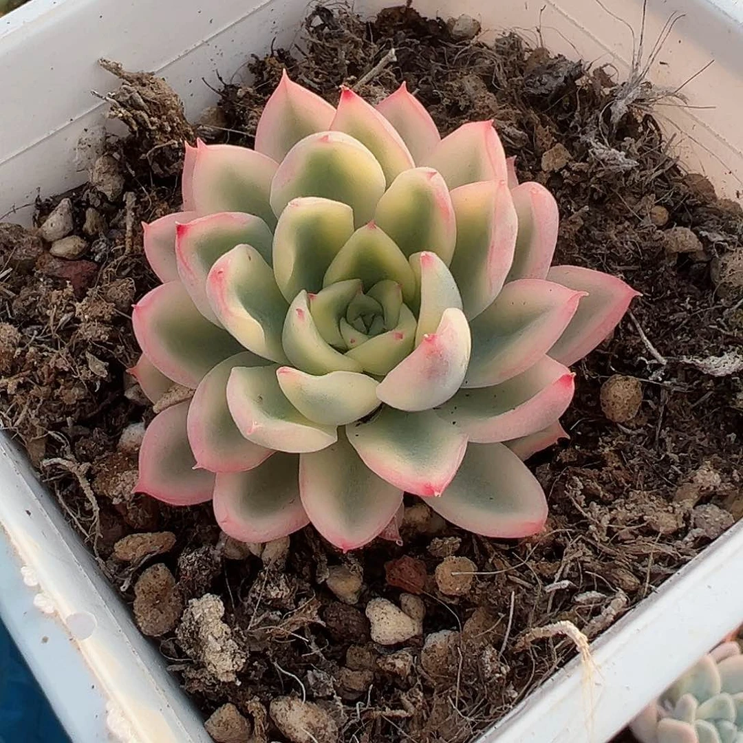 新圣骑兵锦，覆轮锦