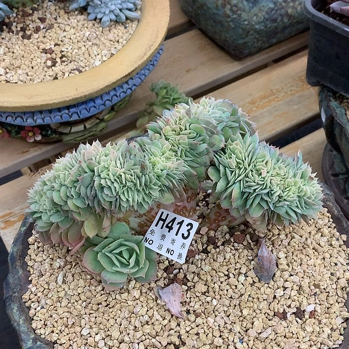 杂交缀化 非偏远38包邮、节后发