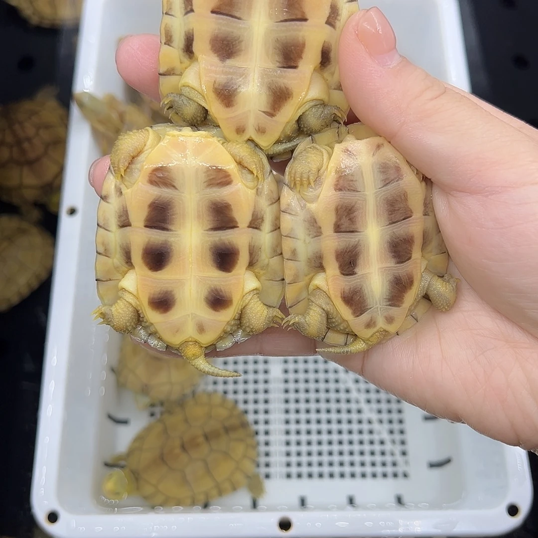 诚***信宠物龟不分公母小青