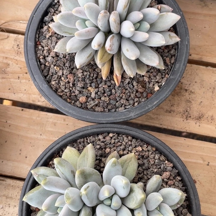 哥特萝莉2颗，拍1发2