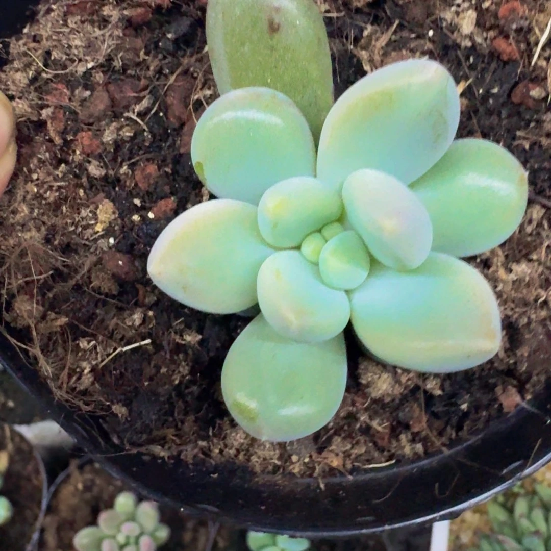 黄胖体 哥特 叶插 一物一拍