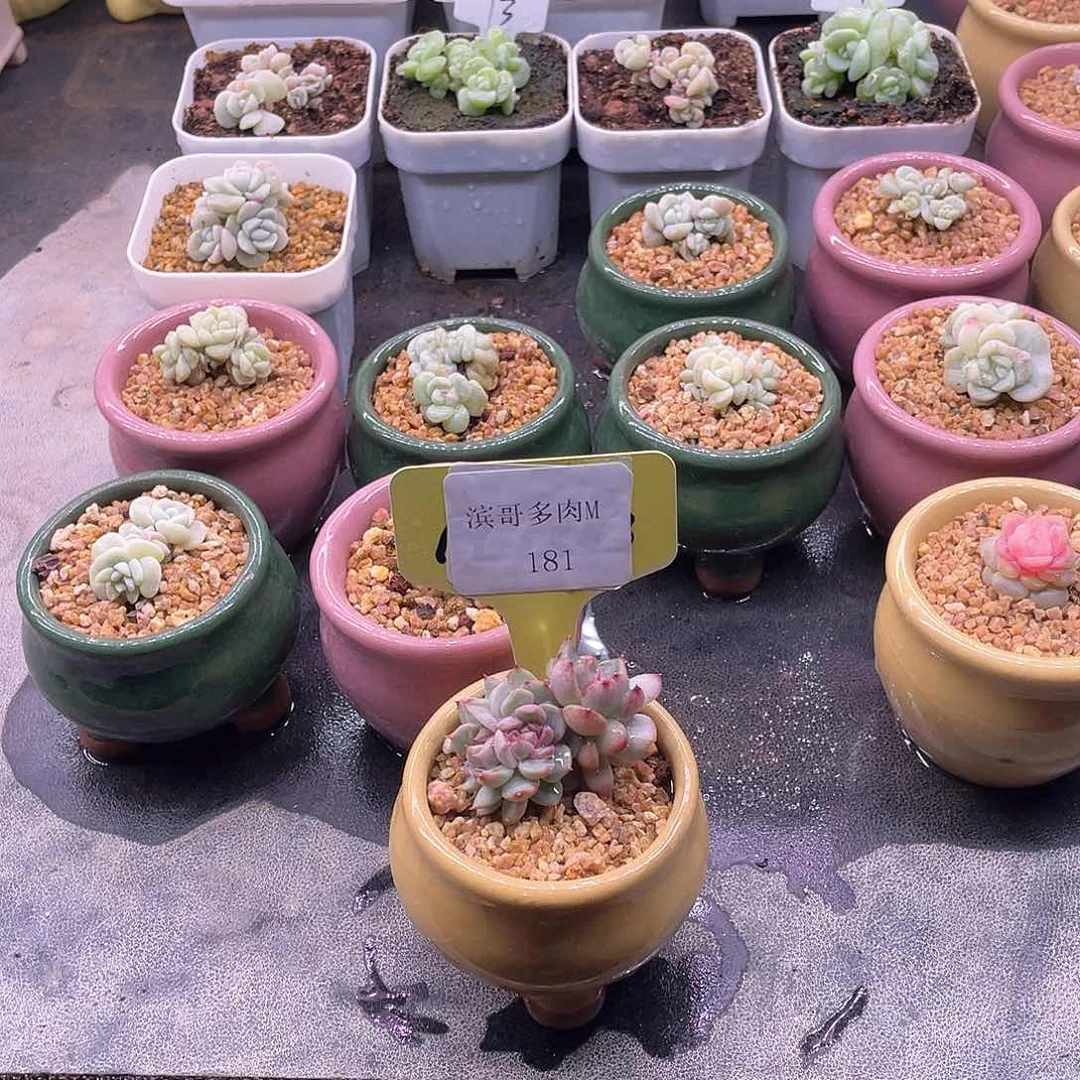 米*滨哥多肉M181黑橙子缀化福利