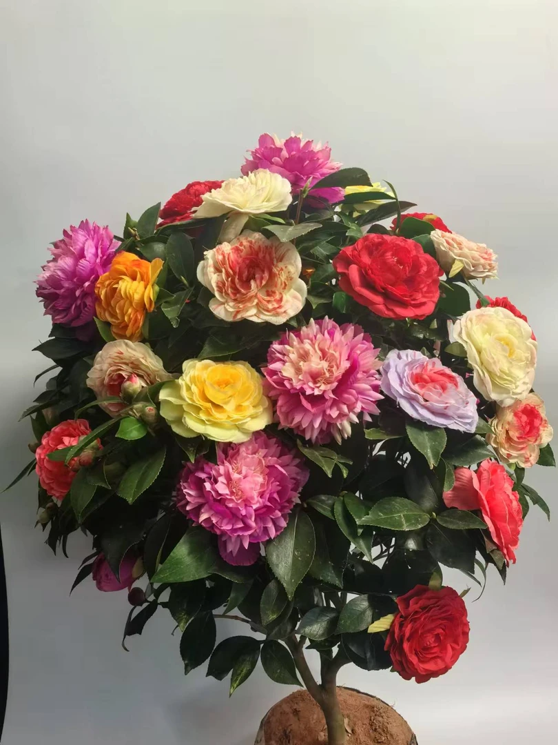 十年老桩五色赤丹大茶花老桩高端花卉 庭院摆放