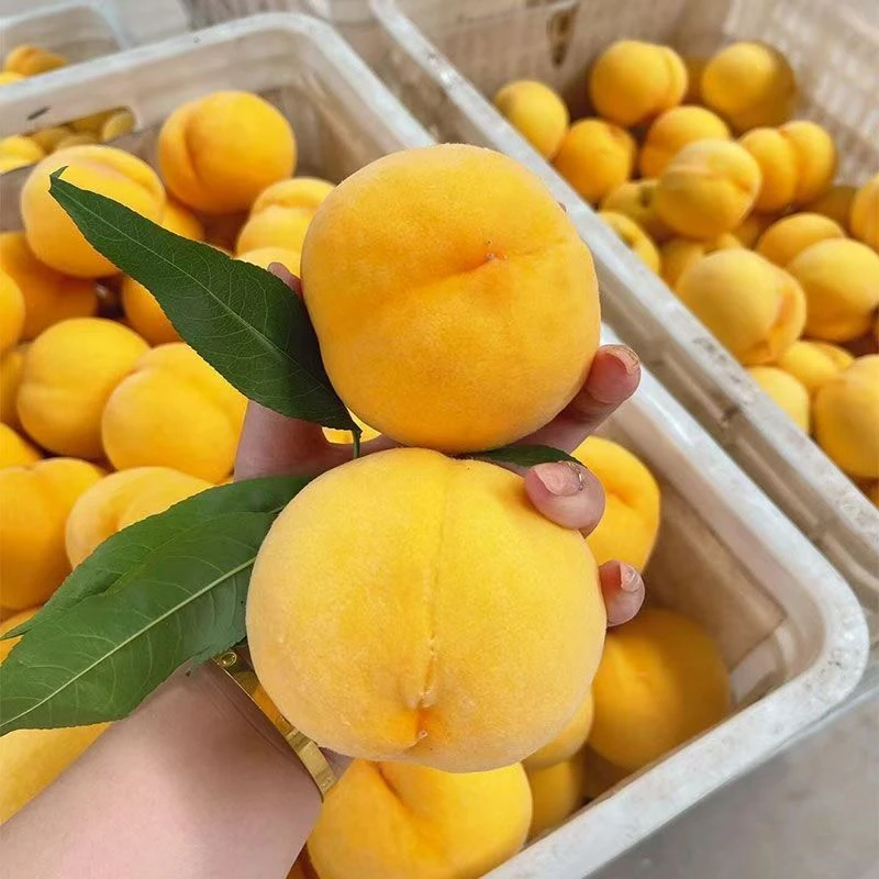 正宗纯甜大黄桃脆软两吃新鲜孕妇水果桃子黄金蜜锦绣水蜜桃