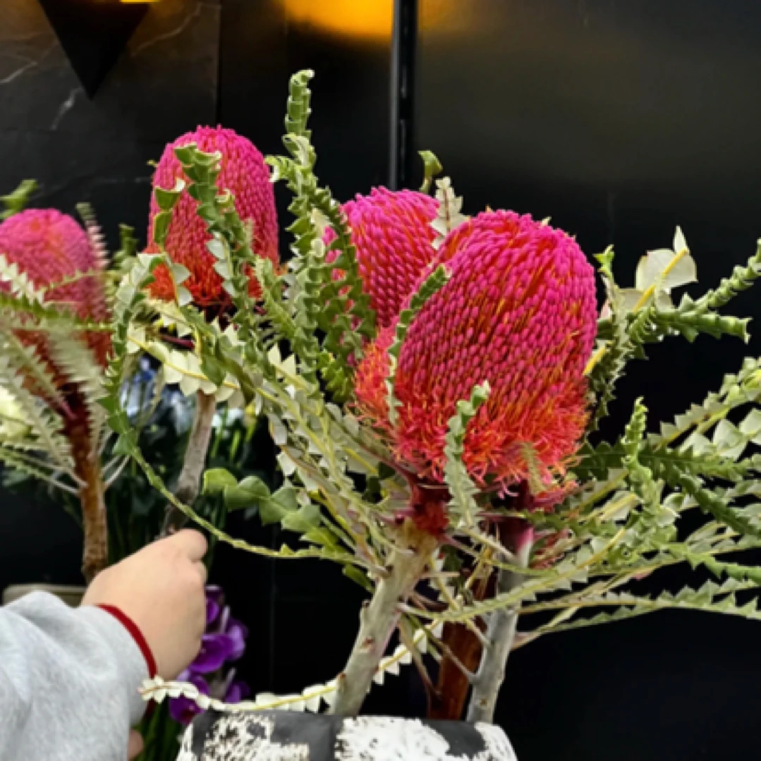 南非进口花玉米佛塔红色可做干花