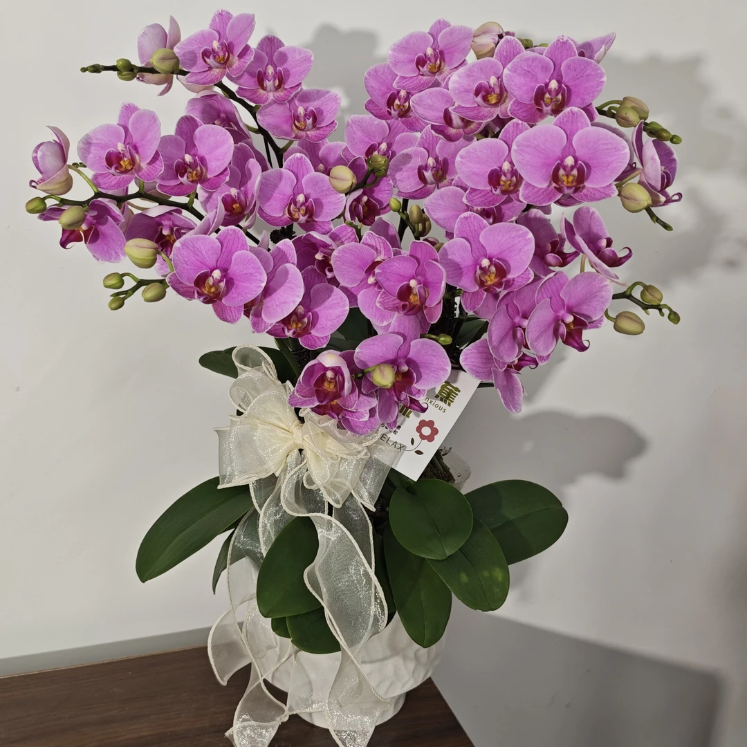 【十里桃花】蝴蝶兰稀有紫色系高端室内花卉