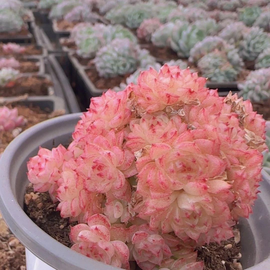 【闪购商品】香特，