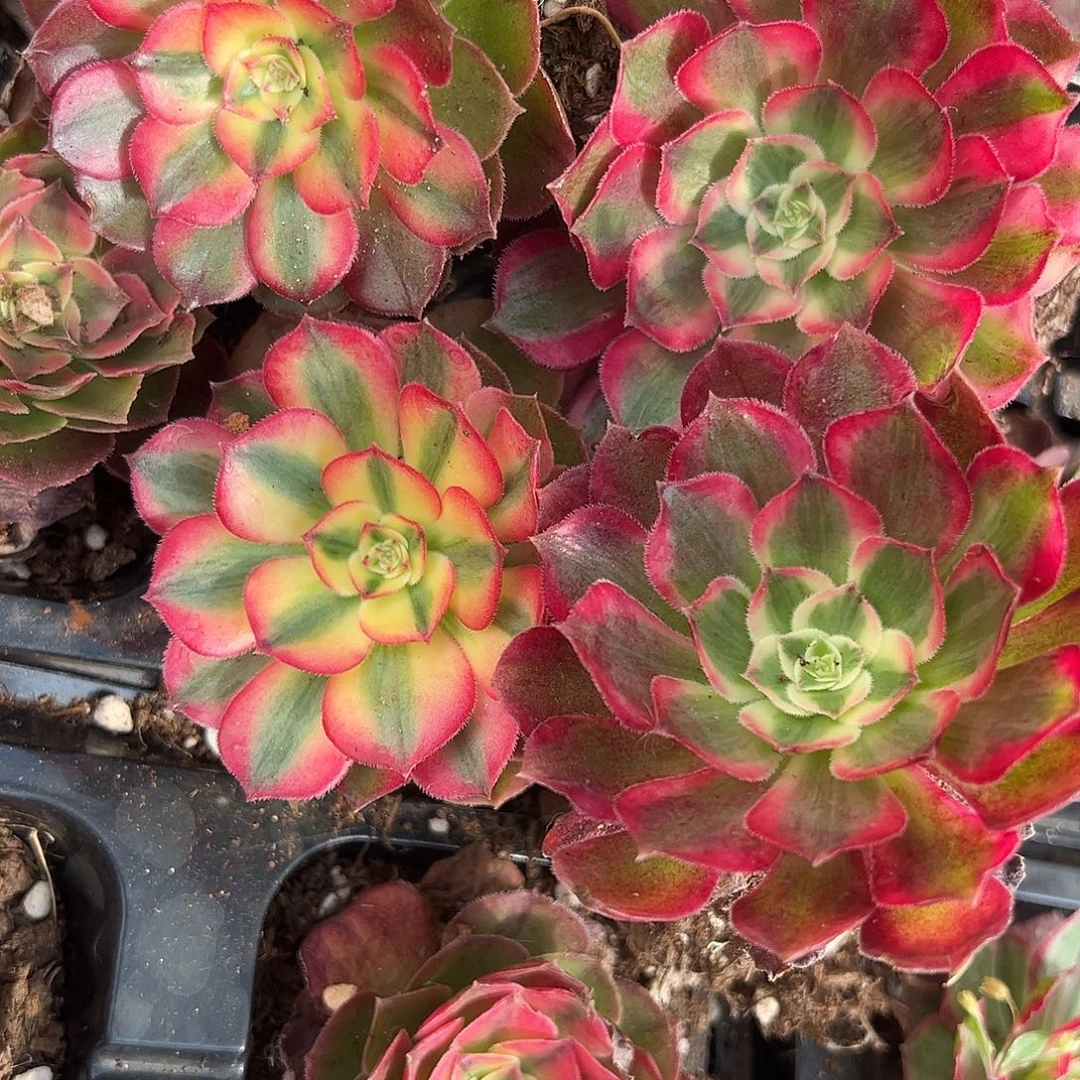 小****精品多肉植物砍头唱歌