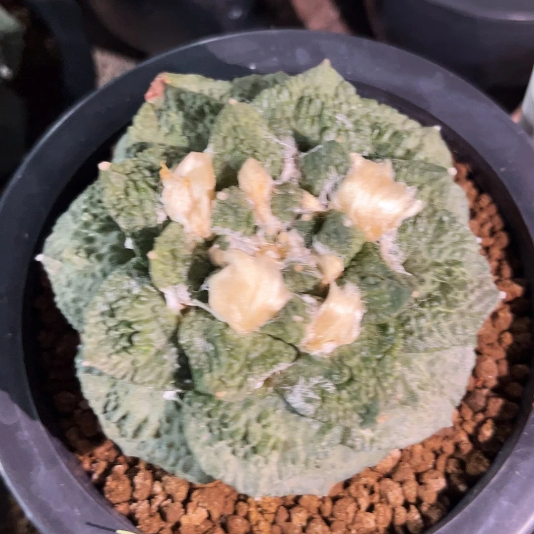 8号自根福利怒涛福利