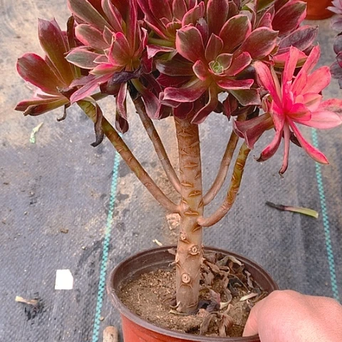 770金丝多肉植物