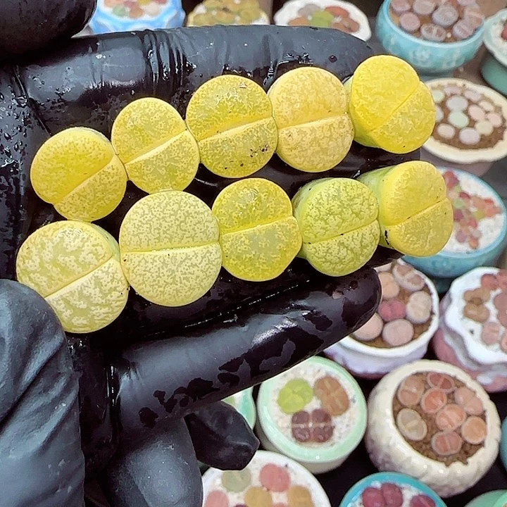 生石花满18包邮1223-45