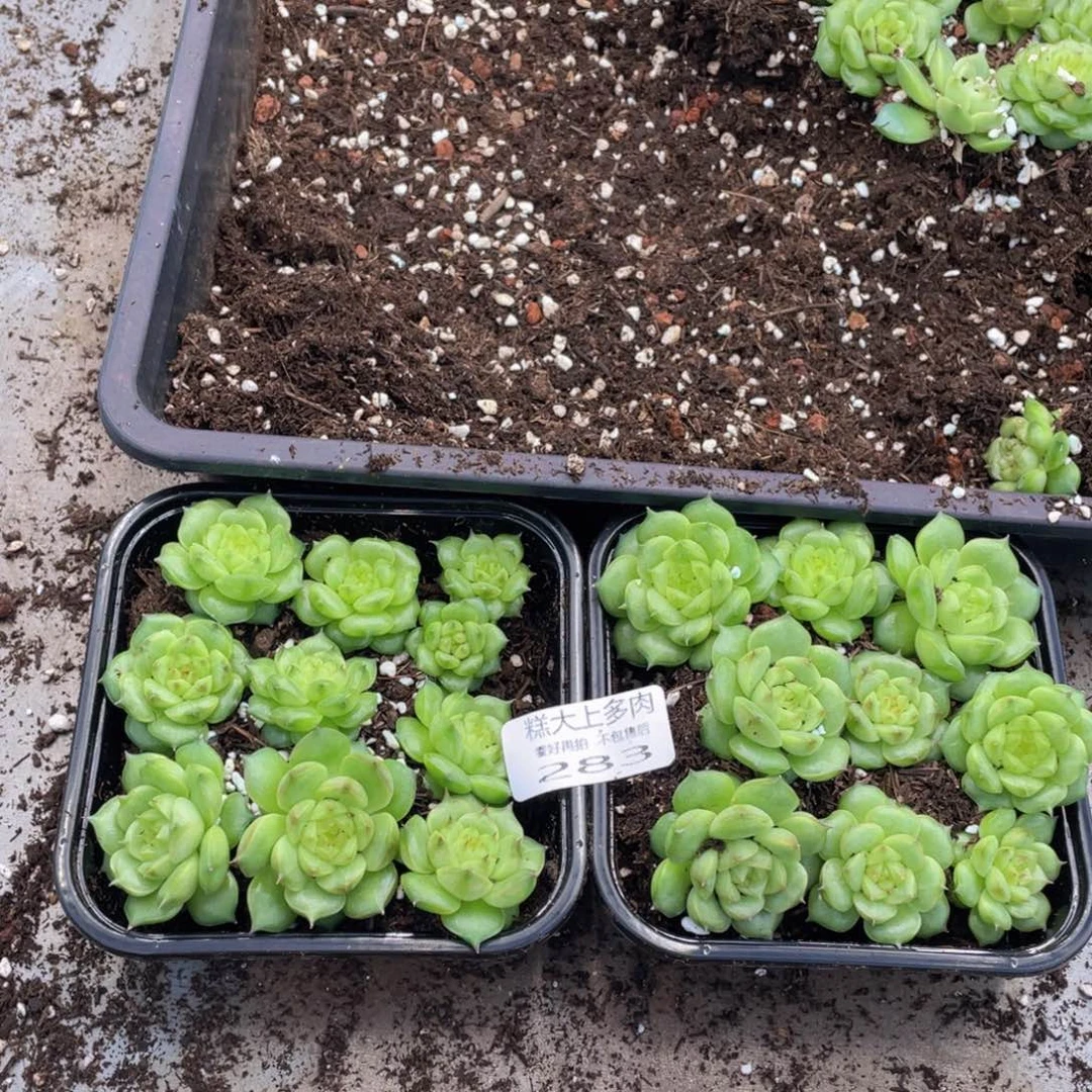 糕大上多肉植物283