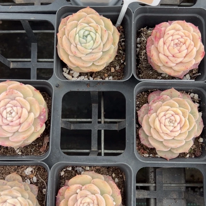 纯爱5cm一颗量拍多肉满20包邮下午发