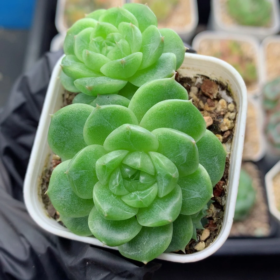 58包邮  群生不包整52