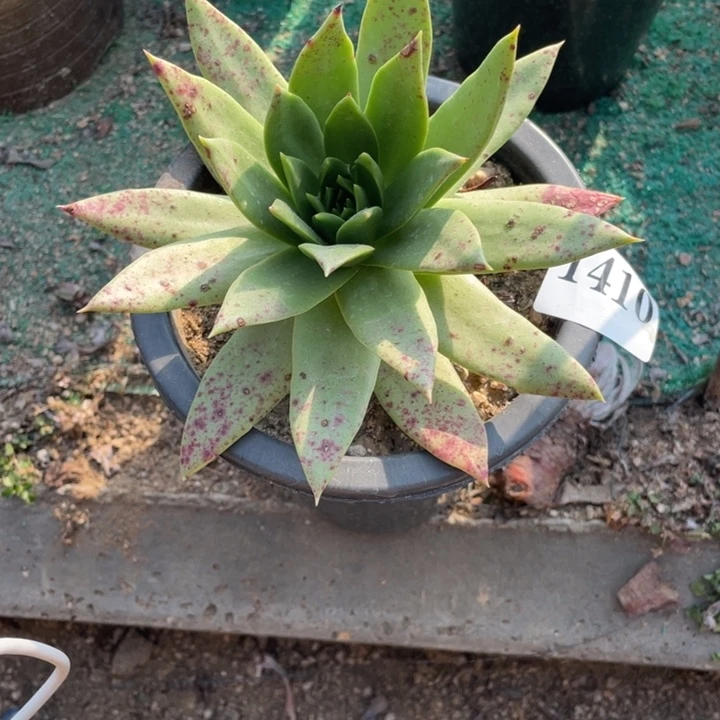 410号坎戴多肉植物