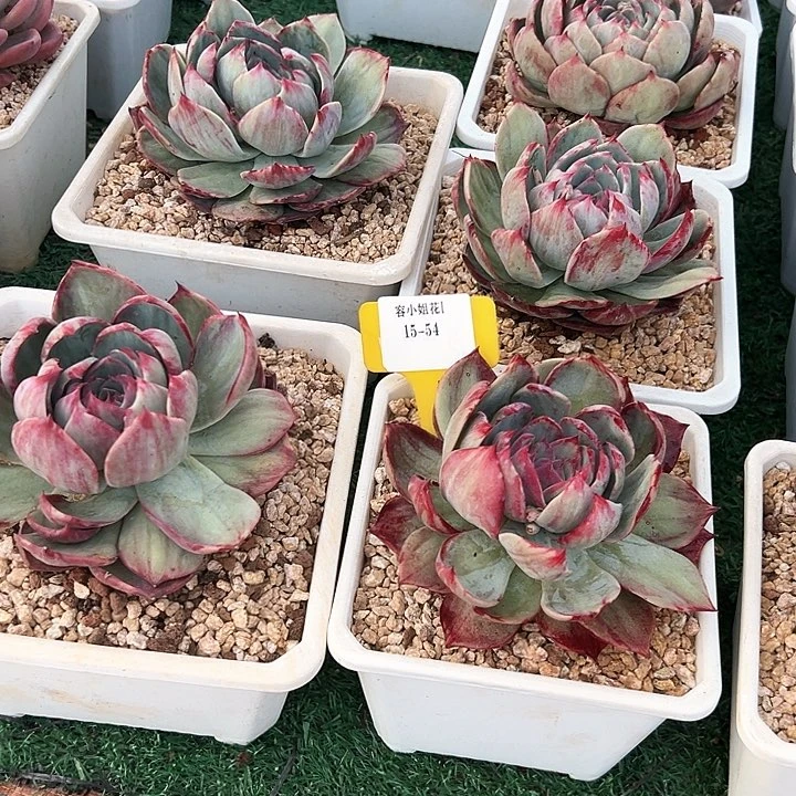 15.54惊鸿一个脱土