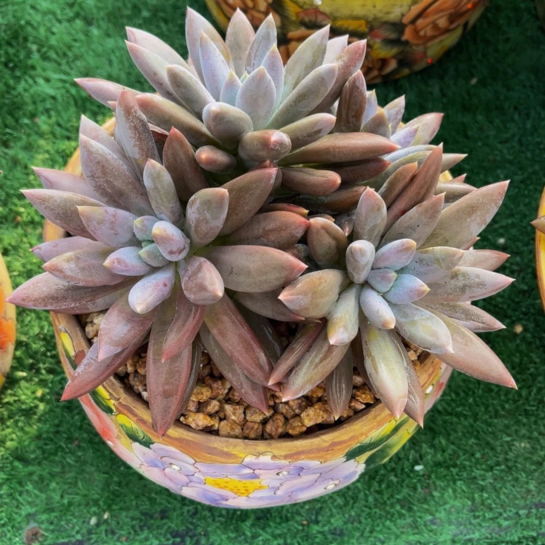 多肉植物一物一拍