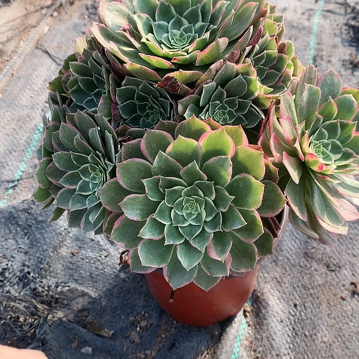 616高贵多肉植物