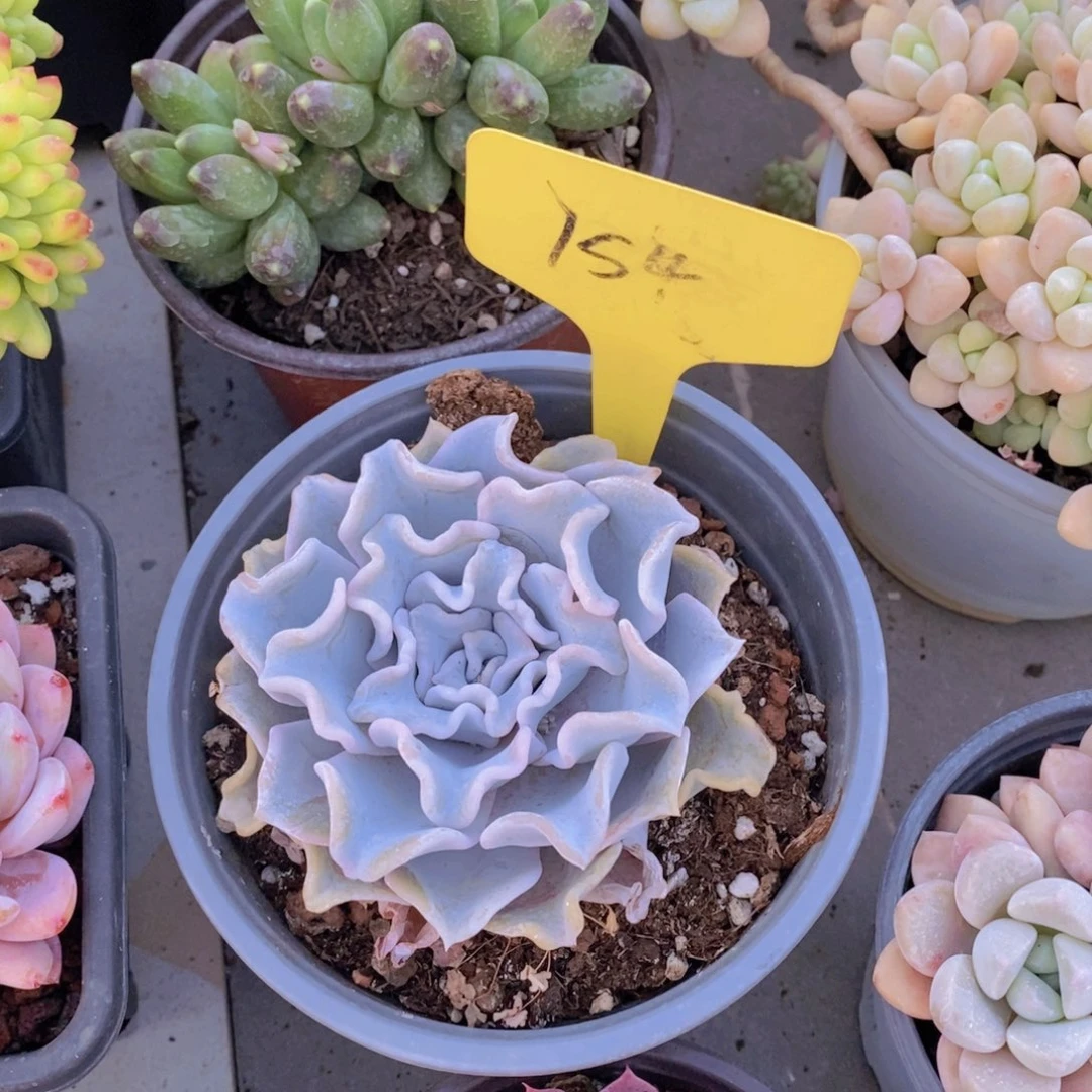 捏***脸开心多肉植物多肉