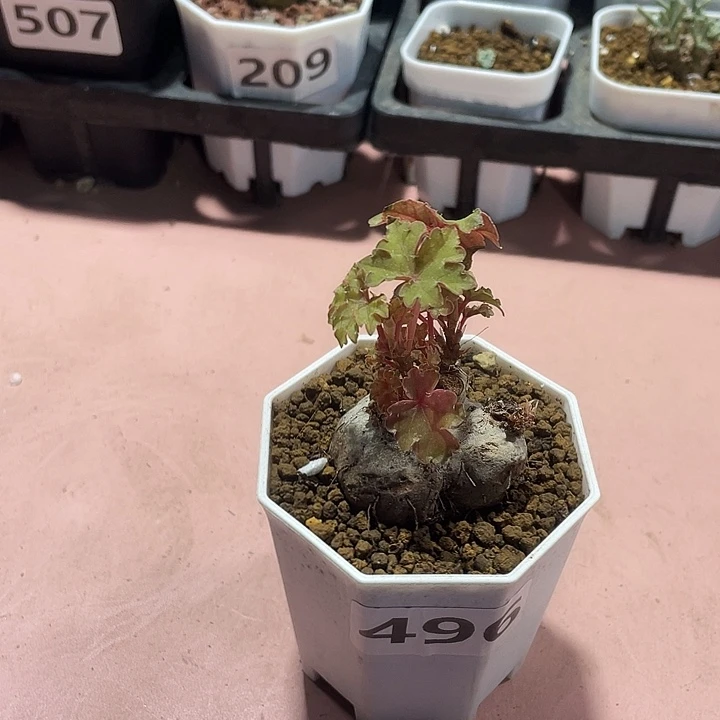 496开普敦球海棠块根，