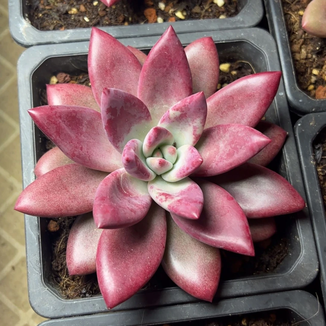 【闪购商品】赫菲斯托多肉39.8