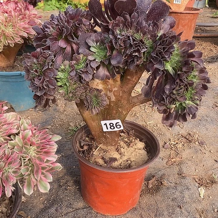 186欧紫缀化老板子