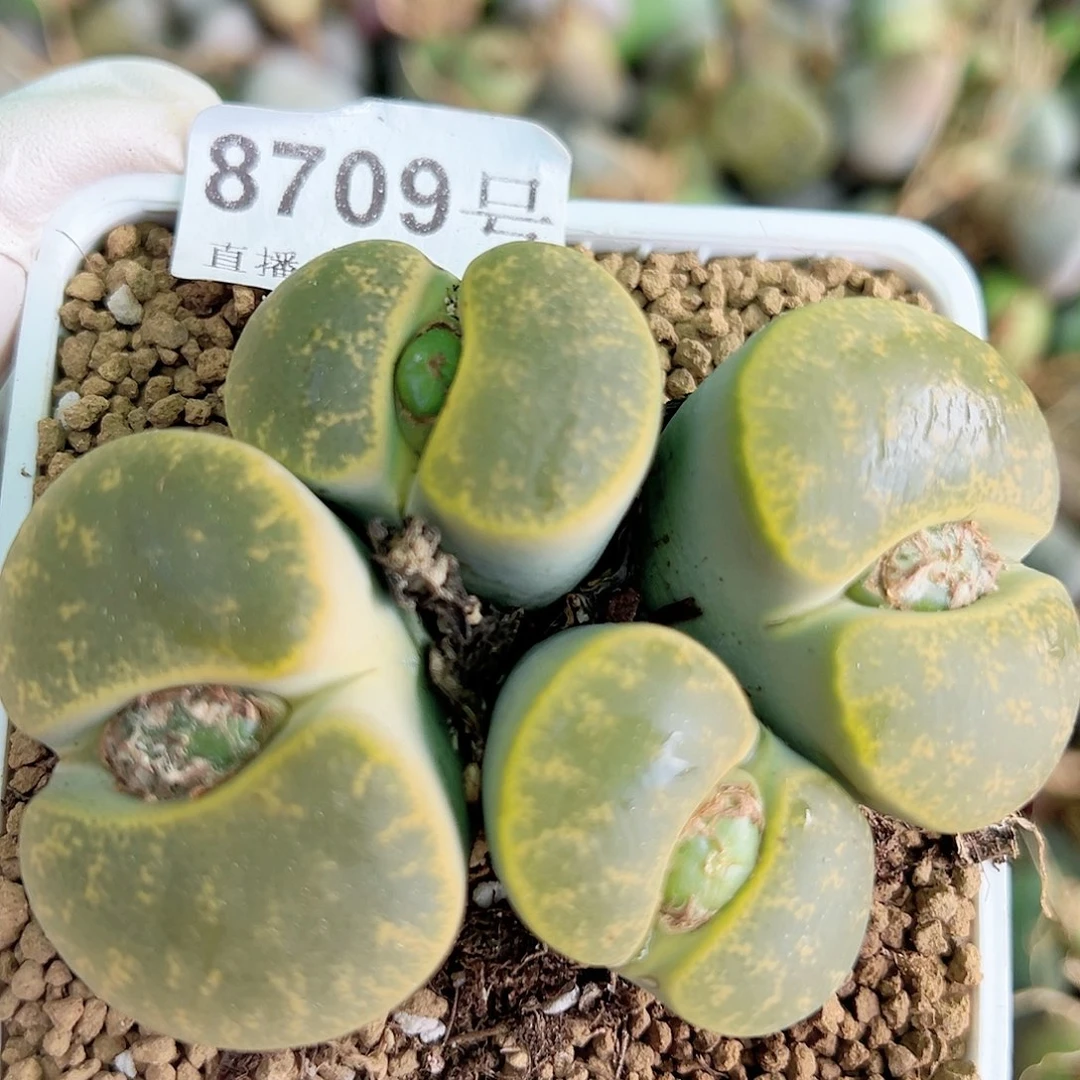 8709 好养易活生石花大母本