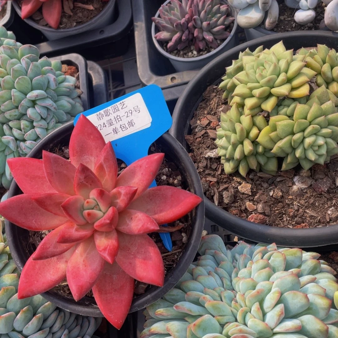 0924-29-赫菲鱼大单头一颗