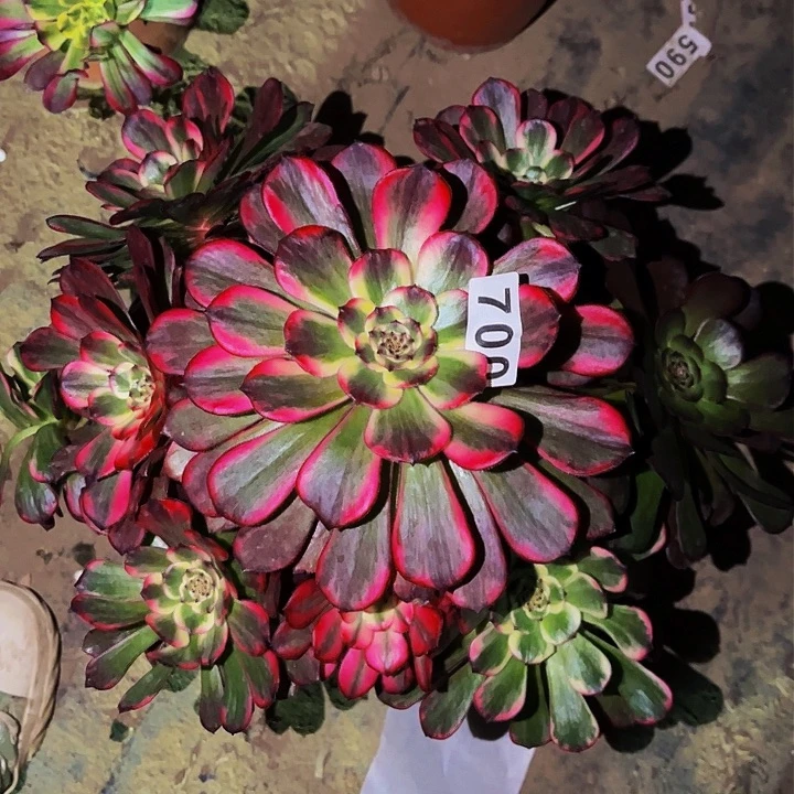 700烟花多肉植物处理不售后