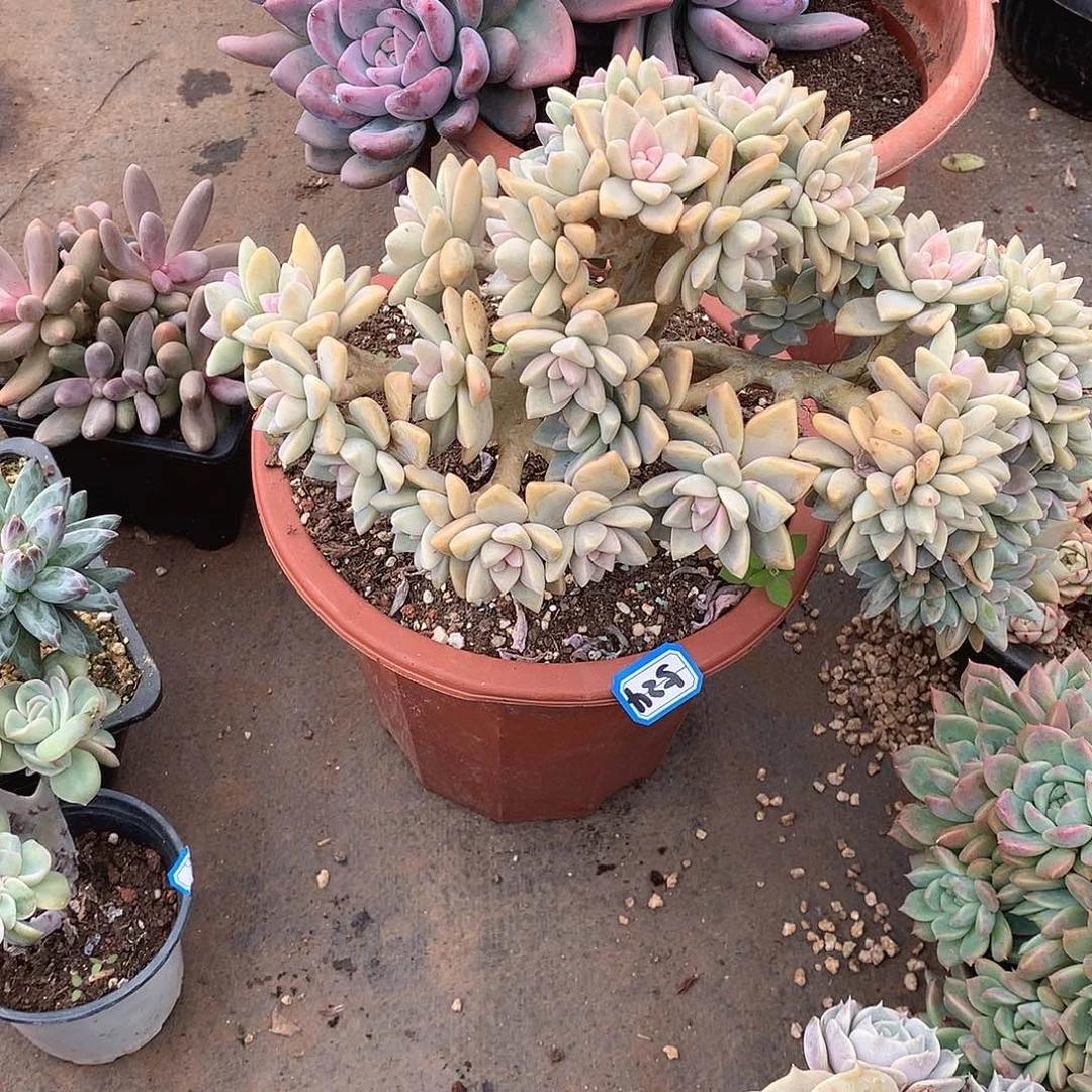 524淡雪缀一物一拍多肉