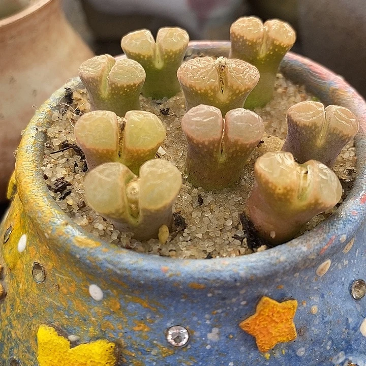 鲑鱼粉风铃一颗。