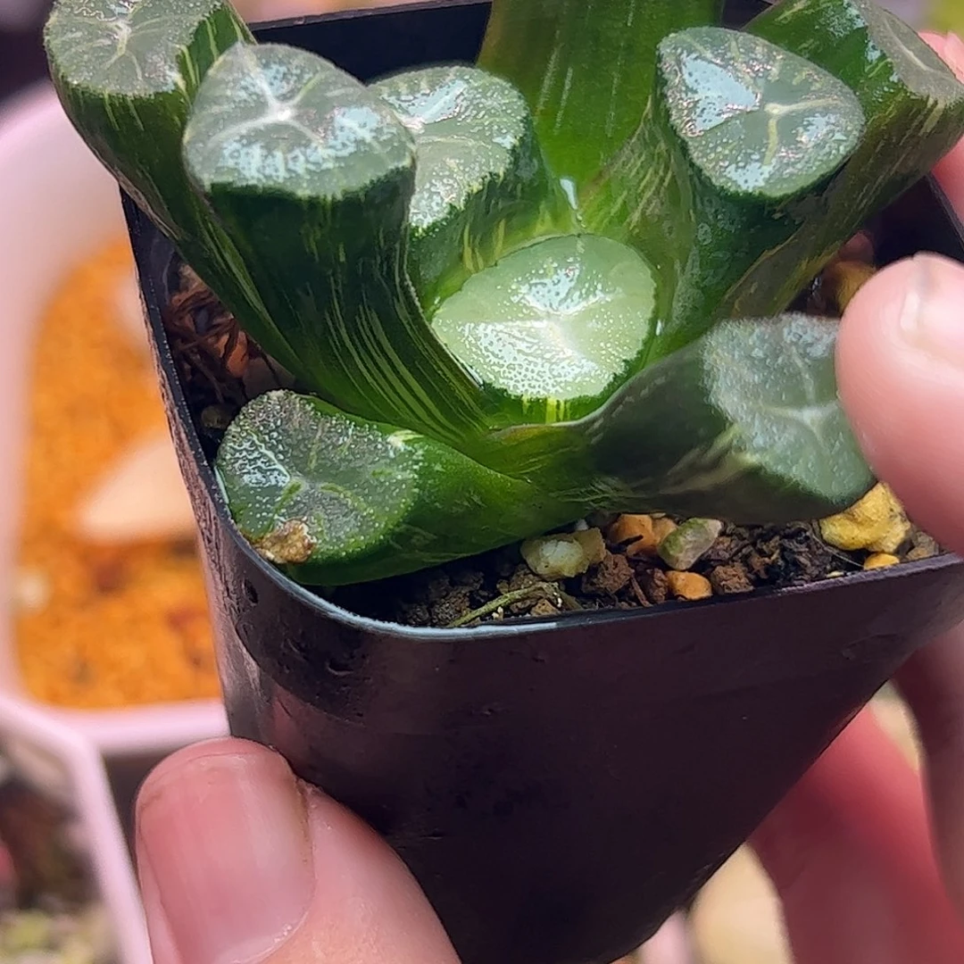 玉龙锦十二卷多肉