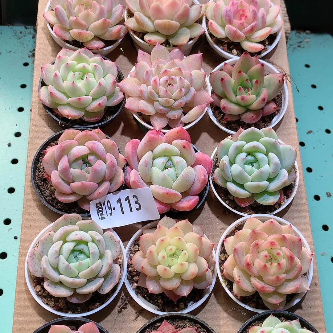 19-113一物一拍带盆18颗。