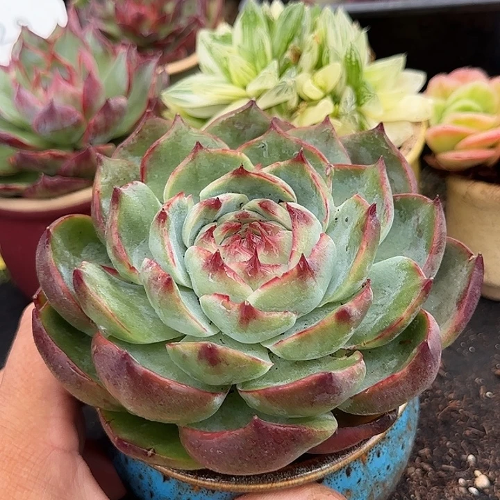 惊鸿一物一拍包装收缩花旱