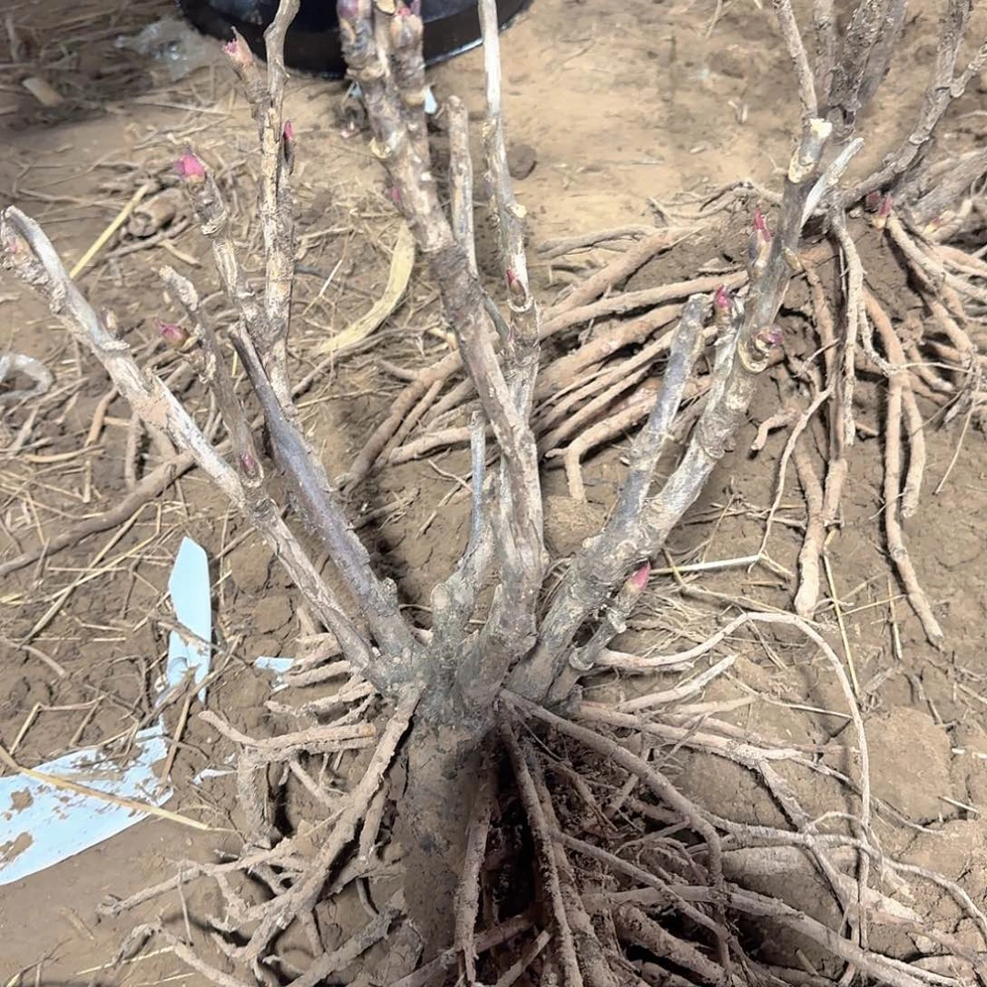 无花朵1111112222222222222