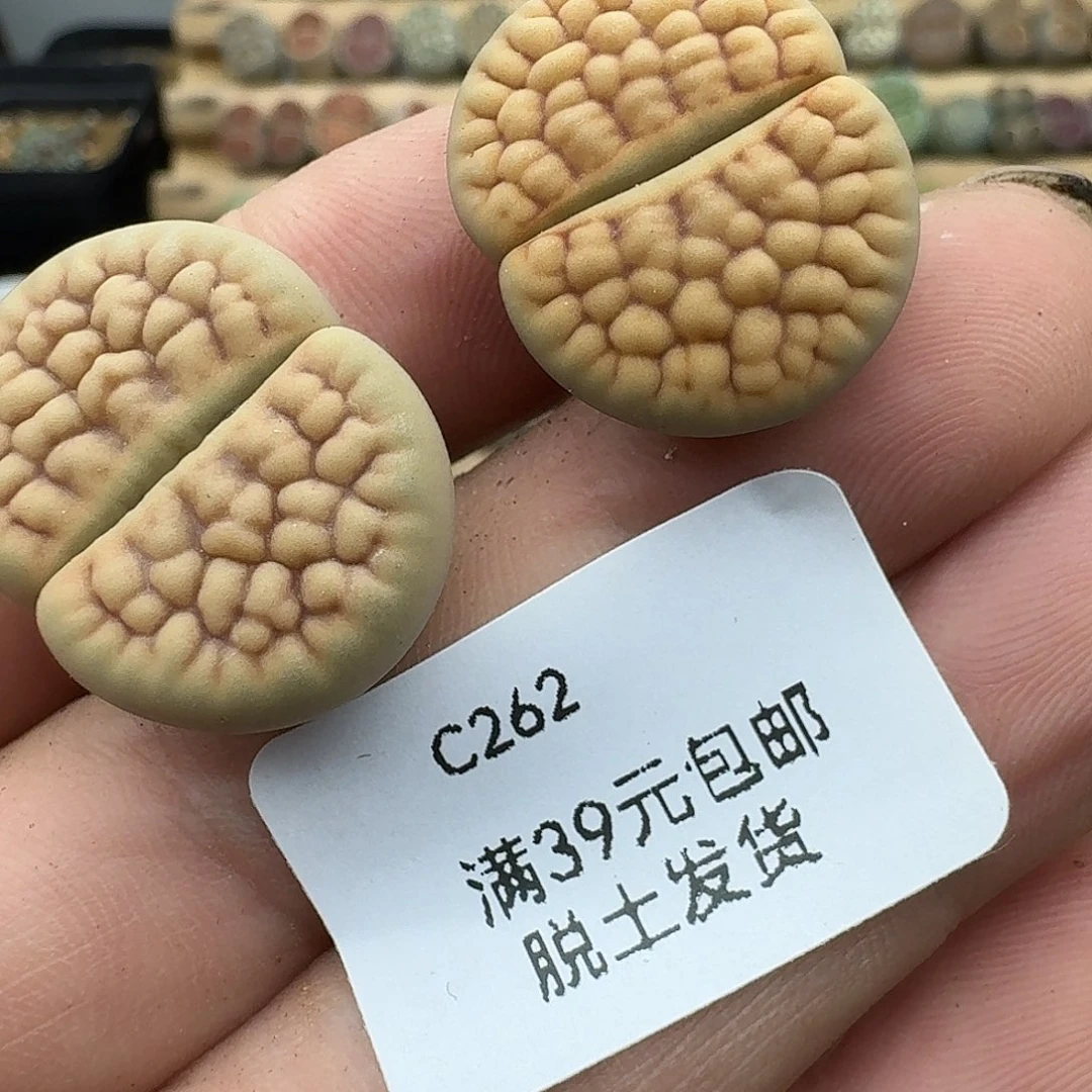 262多肉哈哈哈哈哈哈哈哈