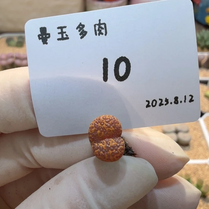 地***侠多肉多肉多肉8.12-010泡泡勋1443.25